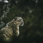 Snow Leopards in Tibet: A Guide for Foreign Visitors
