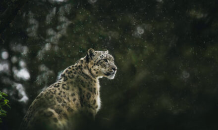 Snow Leopards in Tibet: A Guide for Foreign Visitors