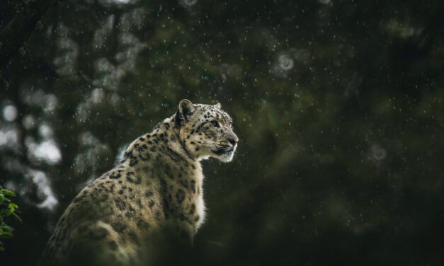 Snow Leopards in Tibet: A Guide for Foreign Visitors