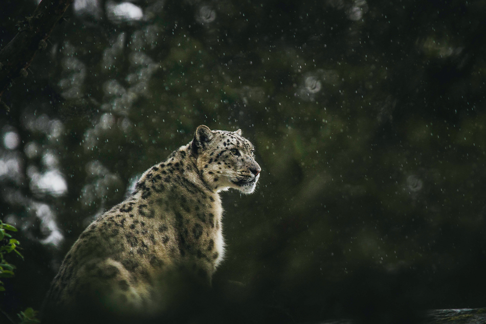 Snow Leopards in Tibet: A Guide for Foreign Visitors